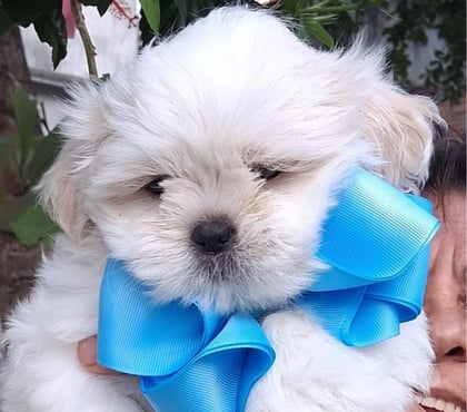 Animais estimação à venda Outros Bairros Rio de Janeiro RJ Rio de Janeiro RJ - Fotos para Filhote de shihtzu