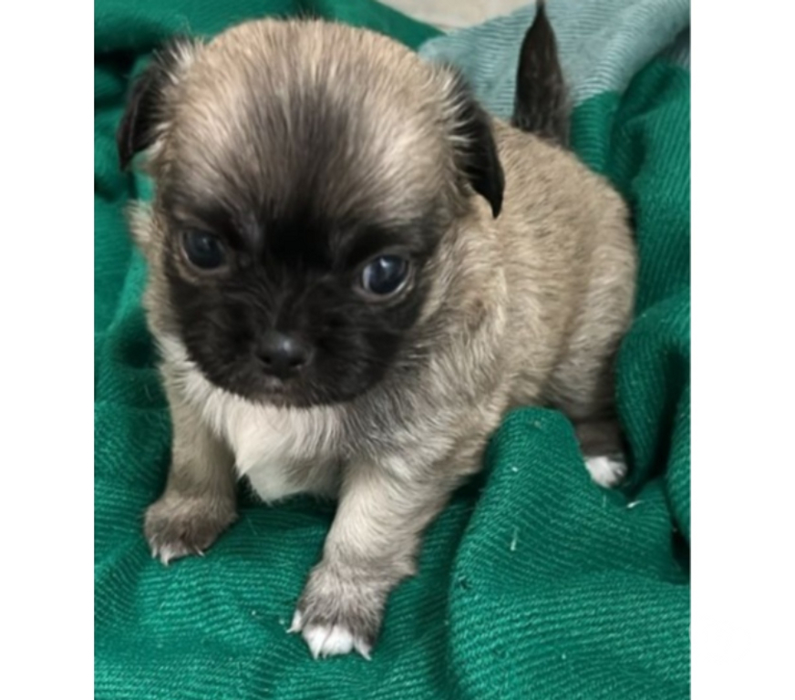 Animais Estimação à Venda Sao Paulo SP Bela Vista - Fotos para Chihuahua Fêmea Pelo Longo