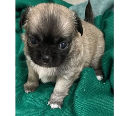 Animais Estimação à Venda Bela Vista Sao Paulo SP - Fotos para Chihuahua Fêmea Pelo Longo