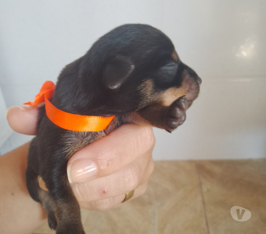 Animais Estimação à Venda Guaratingueta SP - images_alt_text Filhotes de Pincher macho