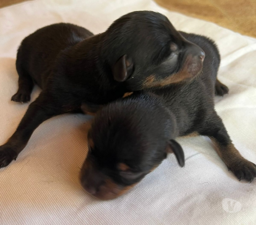 Animais Estimação à Venda Guaratingueta SP - images_alt_text Filhotes de Pincher macho