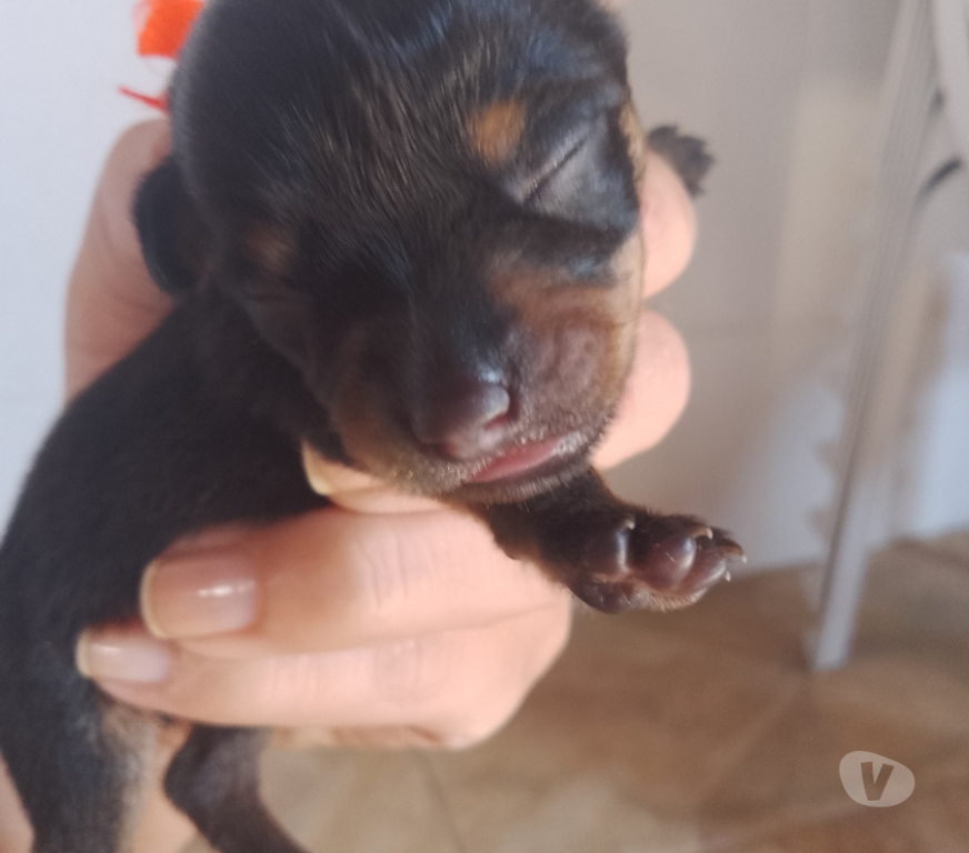 Animais Estimação à Venda Guaratingueta SP - images_alt_text Filhotes de Pincher macho