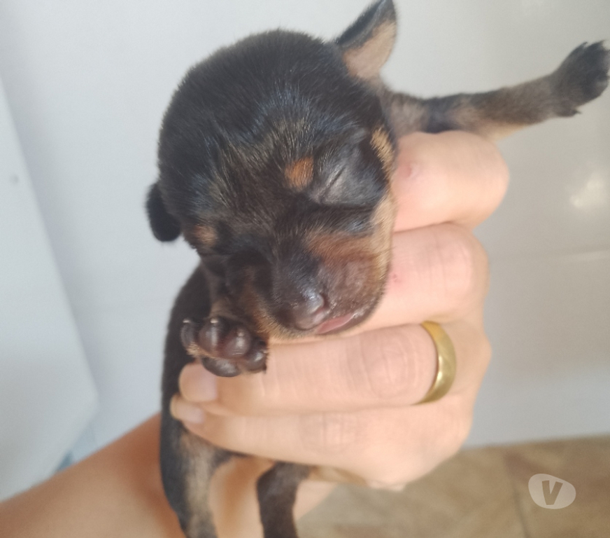 Animais Estimação à Venda Guaratingueta SP - images_alt_text Filhotes de Pincher macho