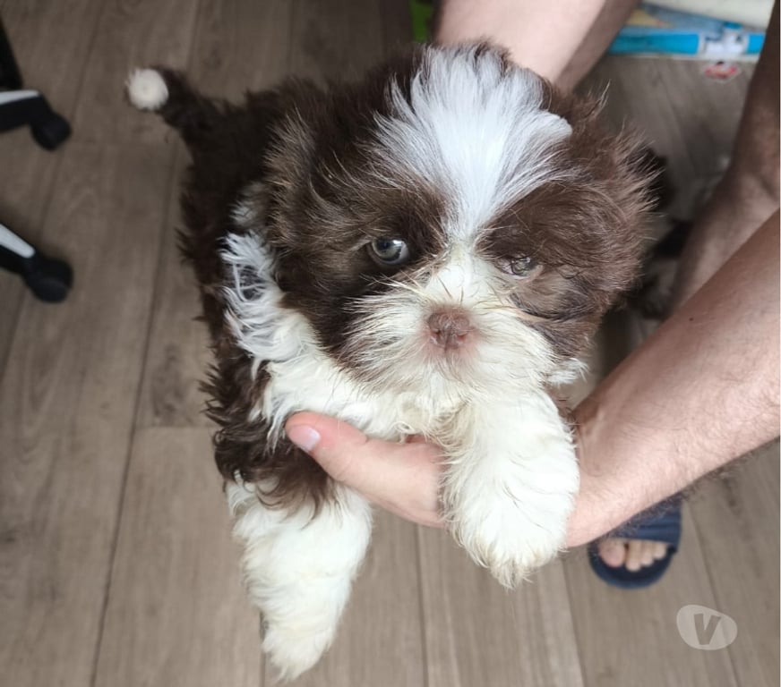 Animais Estimação à Venda Sao Paulo SP Brás - Fotos para Shih Tzu - Lindo filhote