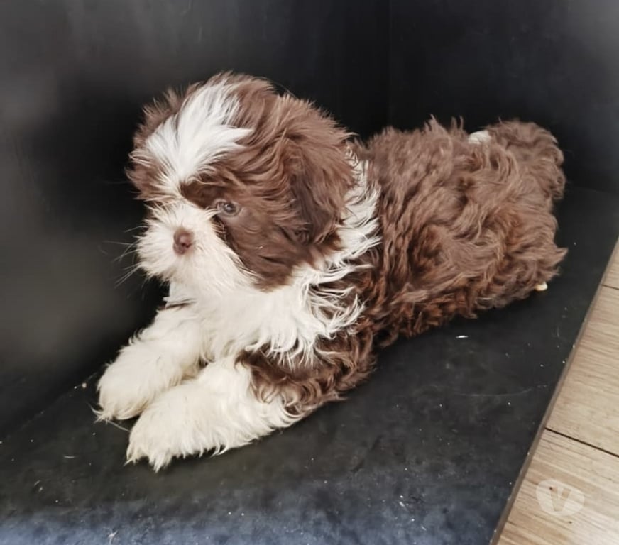 Animais Estimação à Venda Sao Paulo SP Brás - Fotos para Shih Tzu - Lindo filhote