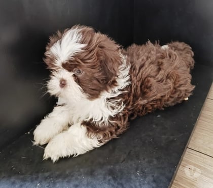 Animais estimação à venda Brás Sao Paulo SP - images_alt_text Shih Tzu - Lindo filhote
