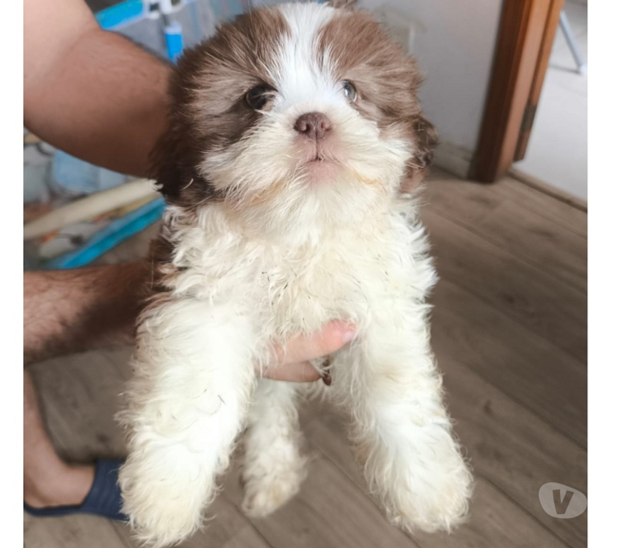 Animais Estimação à Venda Sao Paulo SP Brás - Fotos para Shih Tzu - Lindo filhote