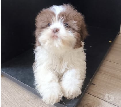 Animais Estimação à Venda Brás Sao Paulo SP - images_alt_text Shih Tzu - Lindo filhote