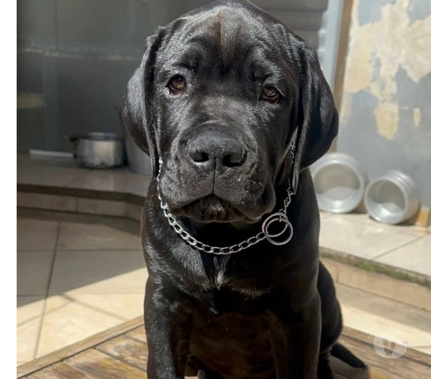 Animais Estimação à Venda Caraguatatuba SP - Fotos para Filhotes de Canicorso