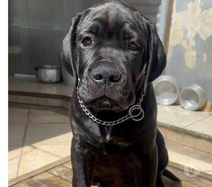 Animais Estimação à Venda - Fotos para Filhotes de Canicorso