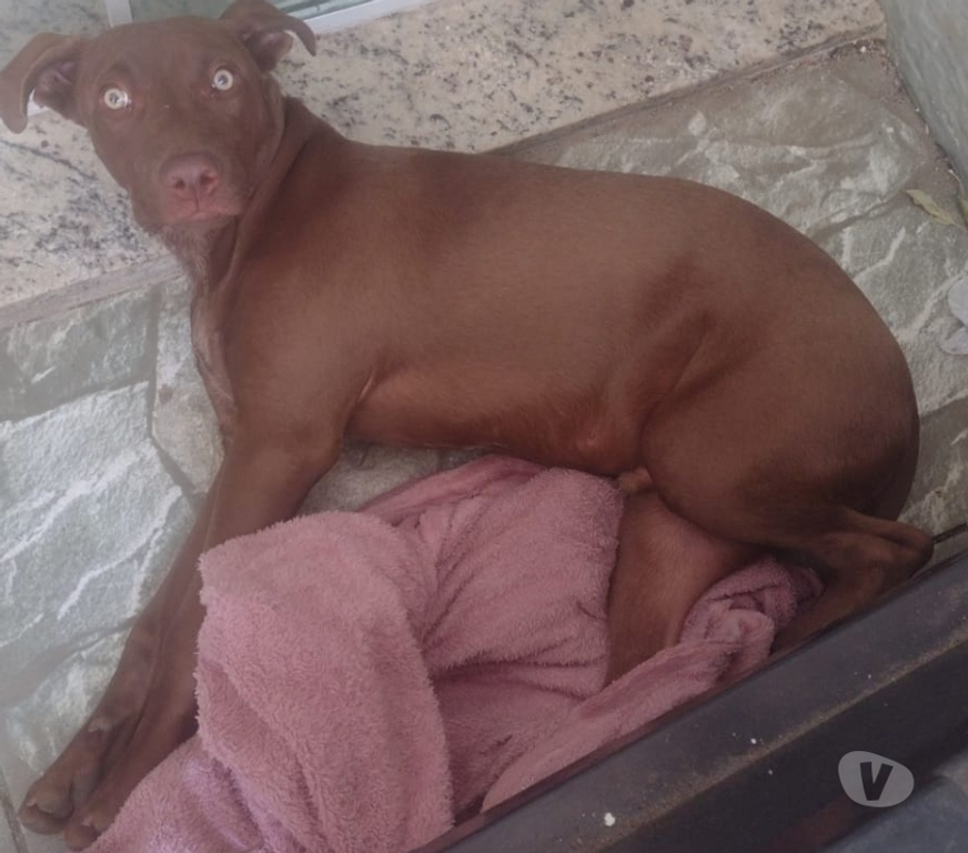 Adoção Animais de Estimação Rio de Janeiro RJ Piedade - Fotos para Eu doando um cachorro muito calmo