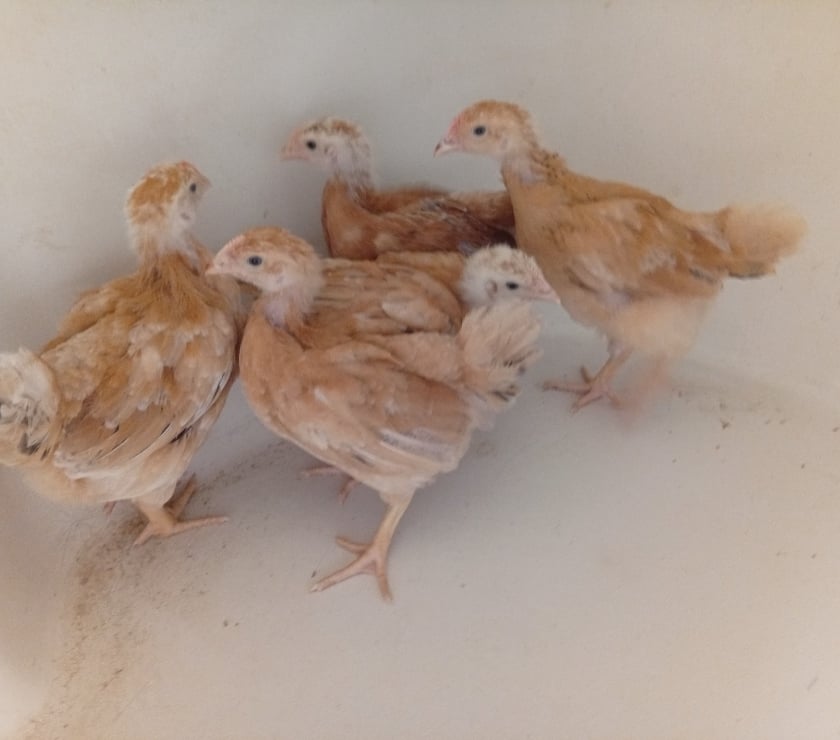 Animais do Campo - Fotos para lote de 10 franguinhas poedeiras caipiras