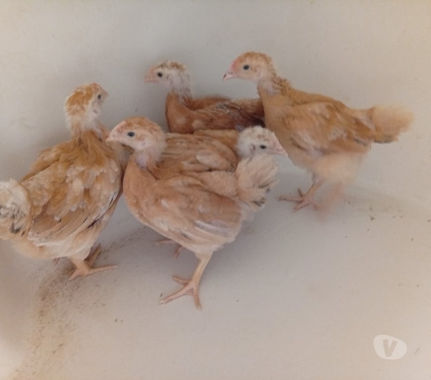 Animais do Campo Gravatai RS - Fotos para lote de 10 franguinhas poedeiras caipiras