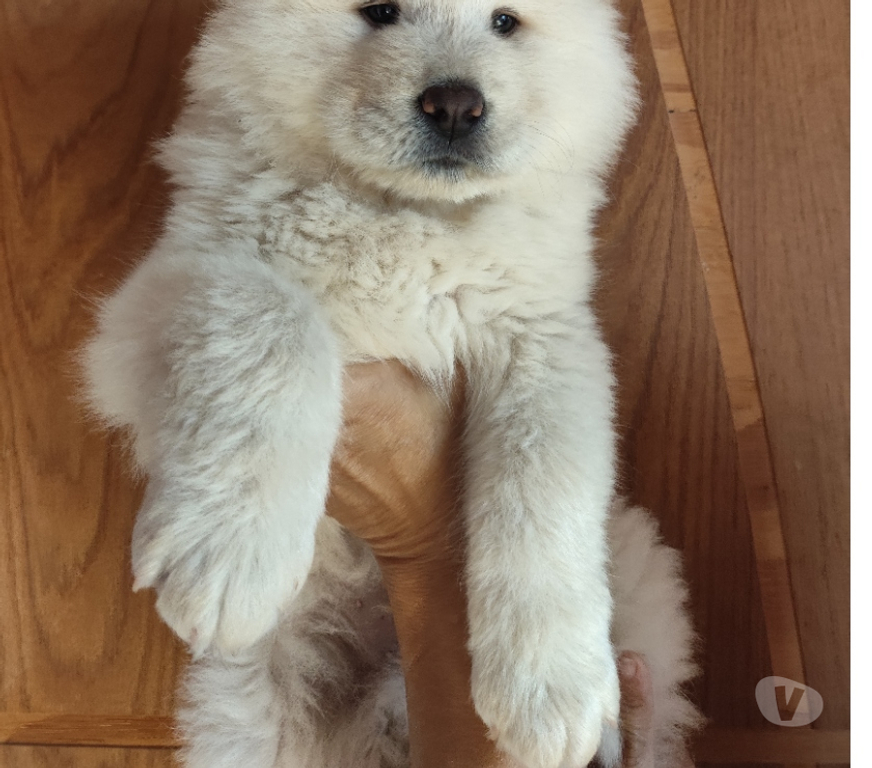 Animais Estimação à Venda Rio de Janeiro RJ Campo Grande, Rio de Janeiro - Fotos para Chow chow filhotes