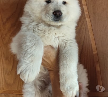 Animais Estimação à Venda Campo Grande, Rio de Janeiro Rio de Janeiro RJ - Fotos para Chow chow filhotes