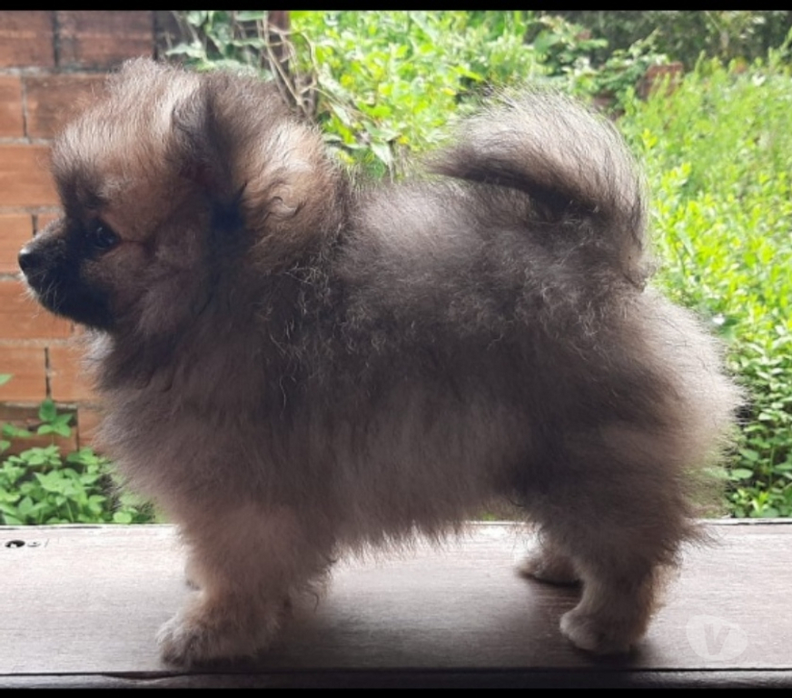 Animais Estimação à Venda Sao Paulo SP Ipiranga - Fotos para Fêmea de Spitz alemão anão