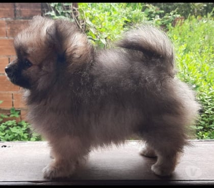 Animais Estimação à Venda Ipiranga Sao Paulo SP - Fotos para Fêmea de Spitz alemão anão