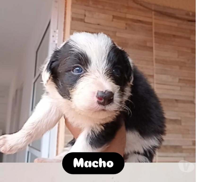 Animais Estimação à Venda Pederneiras SP - Fotos para Vendo filhotes de Border Collie