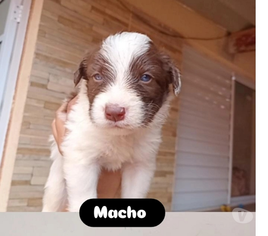 Animais Estimação à Venda Pederneiras SP - Fotos para Vendo filhotes de Border Collie
