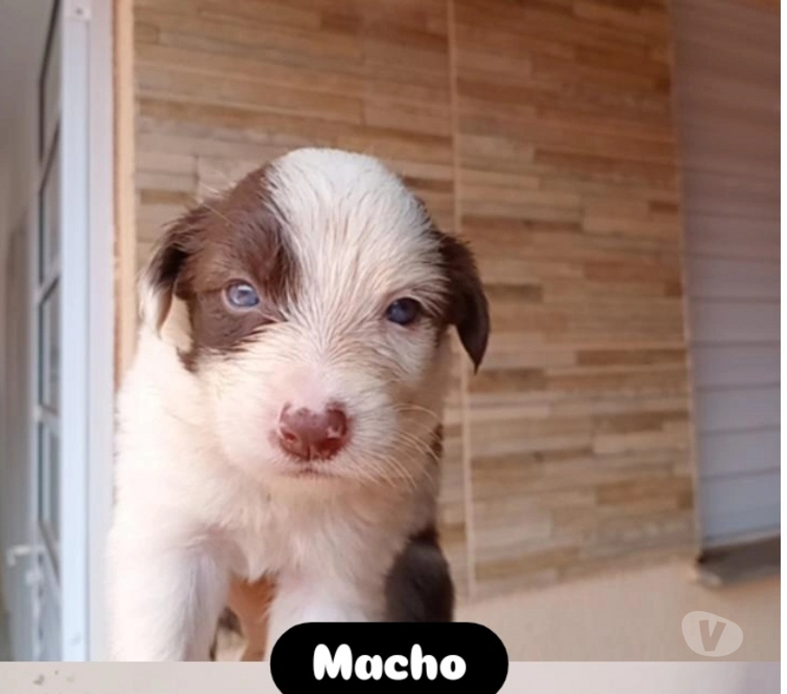 Animais Estimação à Venda Pederneiras SP - Fotos para Vendo filhotes de Border Collie