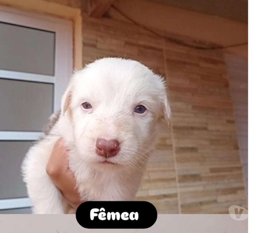 Animais Estimação à Venda Pederneiras SP - Fotos para Vendo filhotes de Border Collie