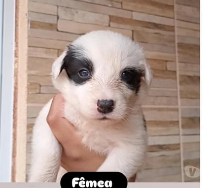 Animais Estimação à Venda - Fotos para Vendo filhotes de Border Collie