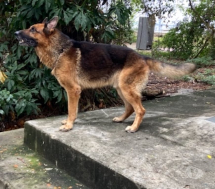 Adoção Animais de Estimação Rio de Janeiro RJ Ilha do Governador - Fotos para Doação de Pastor Alemão com pedigree