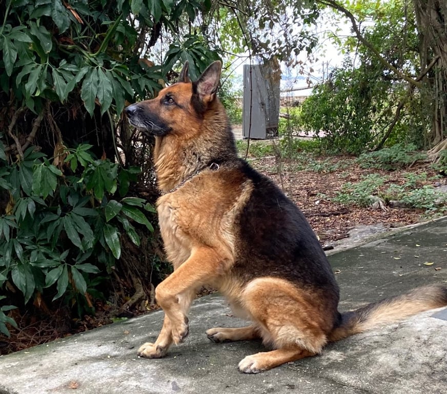 Adoção Animais de Estimação Rio de Janeiro RJ Ilha do Governador - Fotos para Doação de Pastor Alemão com pedigree