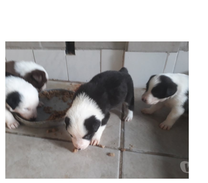 Animais Estimação à Venda Porto Alegre RS Porto Alegre Sul - Fotos para Filhotes de Border Colie