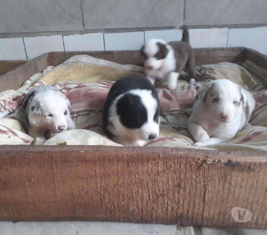 Animais Estimação à Venda Porto Alegre RS Porto Alegre Sul - Fotos para Filhotes de Border Colie