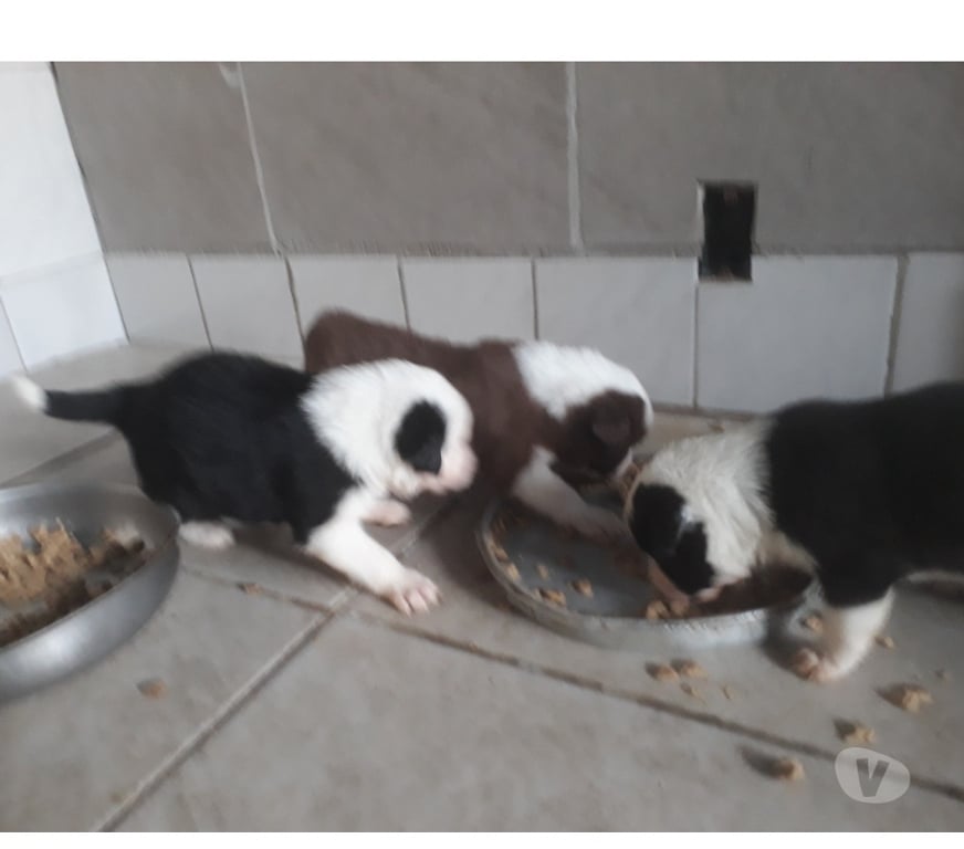 Animais Estimação à Venda Porto Alegre RS Porto Alegre Sul - Fotos para Filhotes de Border Colie