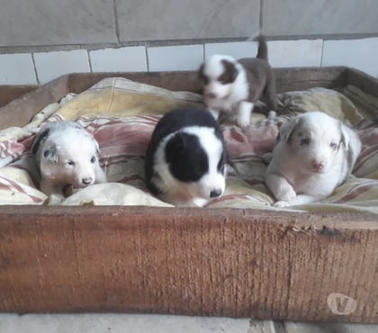 Animais Estimação à Venda Porto Alegre Sul Porto Alegre RS - Fotos para Filhotes de Border Colie