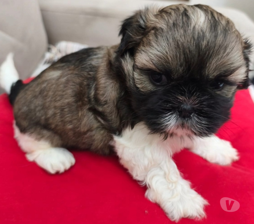 Animais Estimação à Venda Sao Paulo SP Carrão - Fotos para FILHOTES DE SHIHTZU