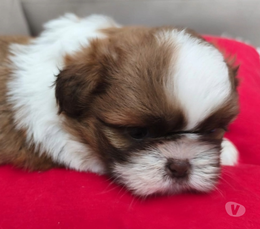 Animais Estimação à Venda Sao Paulo SP Carrão - Fotos para FILHOTES DE SHIHTZU
