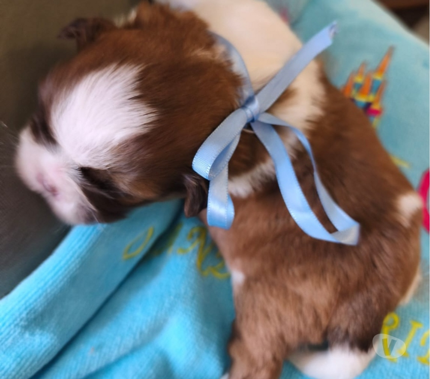 Animais Estimação à Venda Sao Paulo SP Carrão - Fotos para FILHOTES DE SHIHTZU