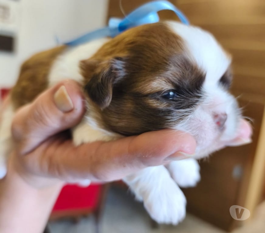 Animais Estimação à Venda Sao Paulo SP Carrão - Fotos para FILHOTES DE SHIHTZU