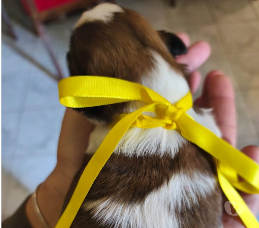 Animais Estimação à Venda Sao Paulo SP Carrão - Fotos para FILHOTES DE SHIHTZU