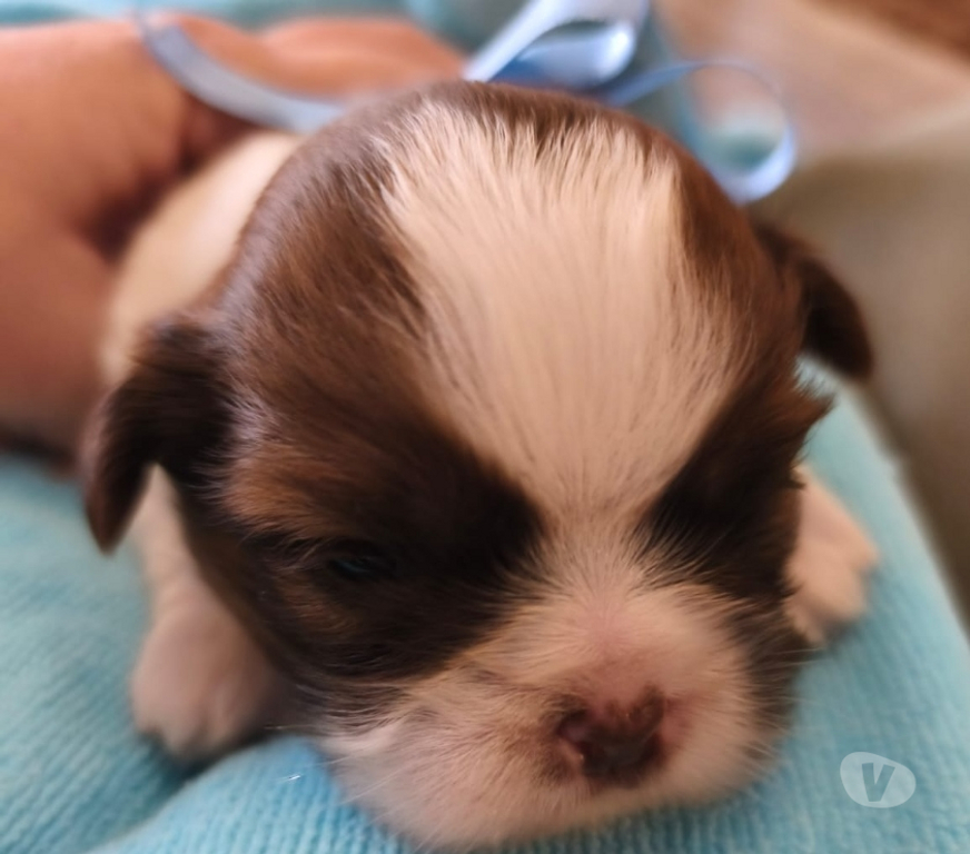Animais Estimação à Venda Sao Paulo SP Carrão - Fotos para FILHOTES DE SHIHTZU