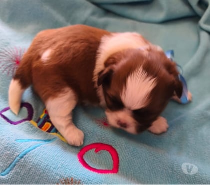 Animais Estimação à Venda Carrão Sao Paulo SP - Fotos para FILHOTES DE SHIHTZU