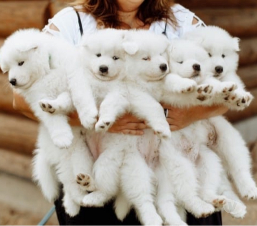 Animais Estimação à Venda Sao Paulo SP Morumbi - images_alt_text filhote de samoieda