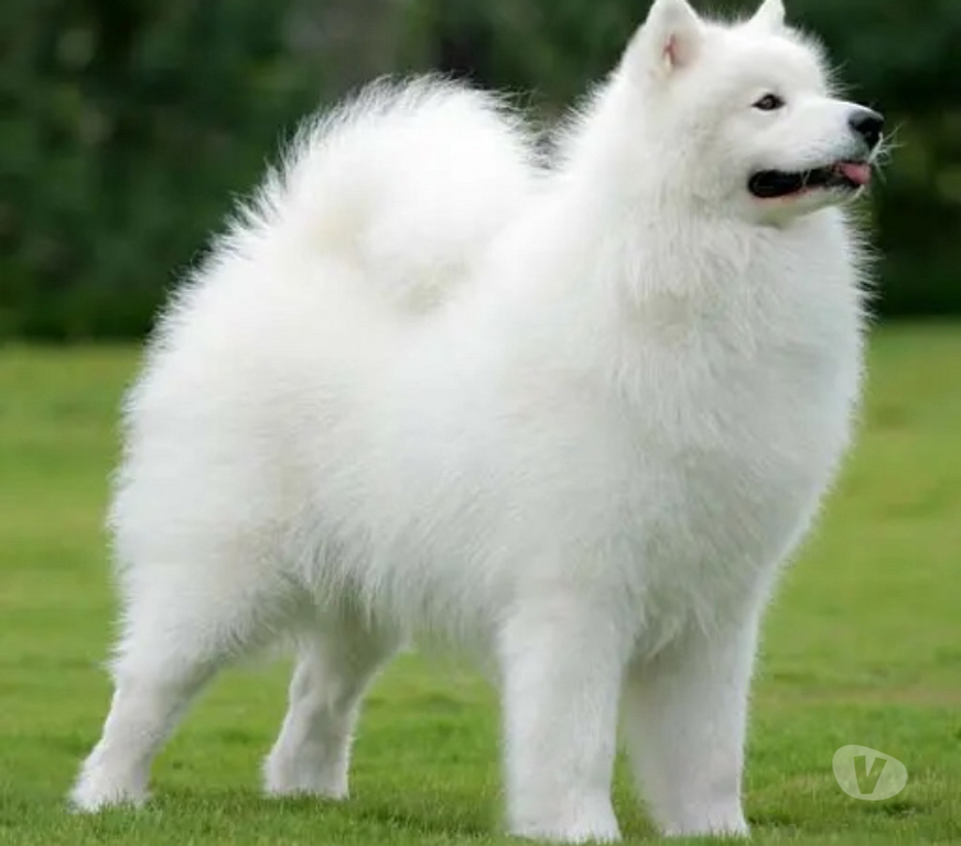 Animais Estimação à Venda Sao Paulo SP Morumbi - images_alt_text filhote de samoieda