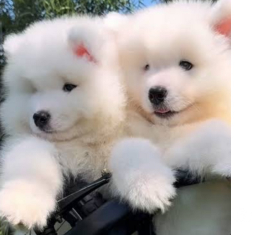 Animais Estimação à Venda Sao Paulo SP Morumbi - images_alt_text filhote de samoieda