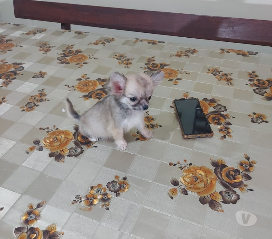 Animais Estimação à Venda Rio de Janeiro RJ Vila Isabel - Fotos para Chihuahua muito pequenos