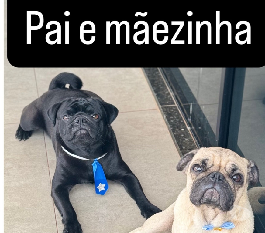 Animais Estimação à Venda Formosa do Oeste PR - Fotos para FILHOTES DE PUG