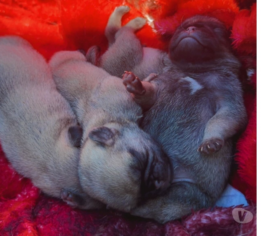 Animais Estimação à Venda Formosa do Oeste PR - Fotos para FILHOTES DE PUG