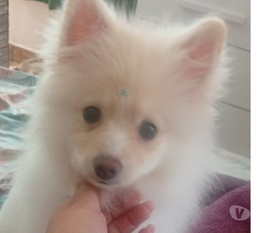 Animais Estimação à Venda Sao Paulo SP Vila Prudente - Fotos para SPIRTS ALEMAO lulu da Pomerânia