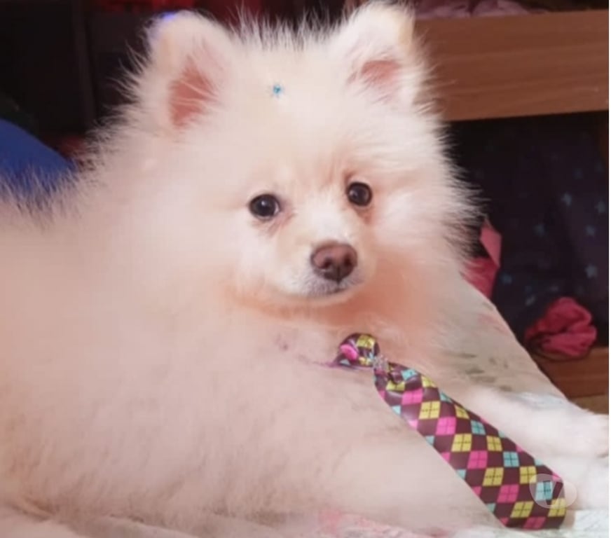 Animais Estimação à Venda Sao Paulo SP Vila Prudente - Fotos para SPIRTS ALEMAO lulu da Pomerânia