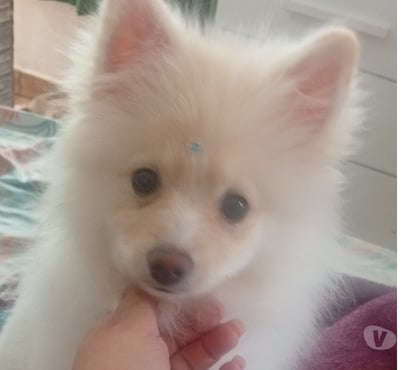 Animais Estimação à Venda Vila Prudente Sao Paulo SP - Fotos para SPIRTS ALEMAO lulu da Pomerânia