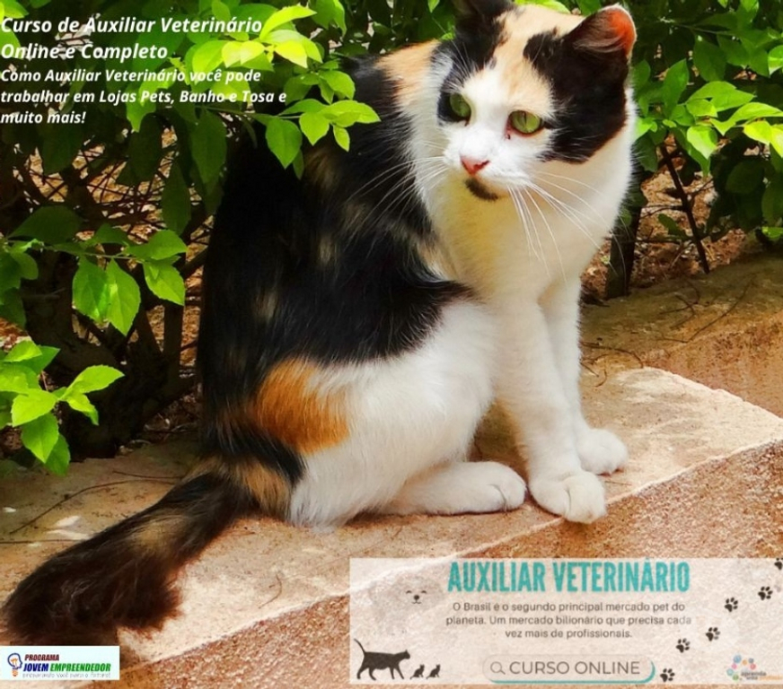 Capacitação profissional Porto Alegre RS Porto Alegre Centro - Fotos para Curso Auxiliar Veterinário em vídeo aulas e Certificado