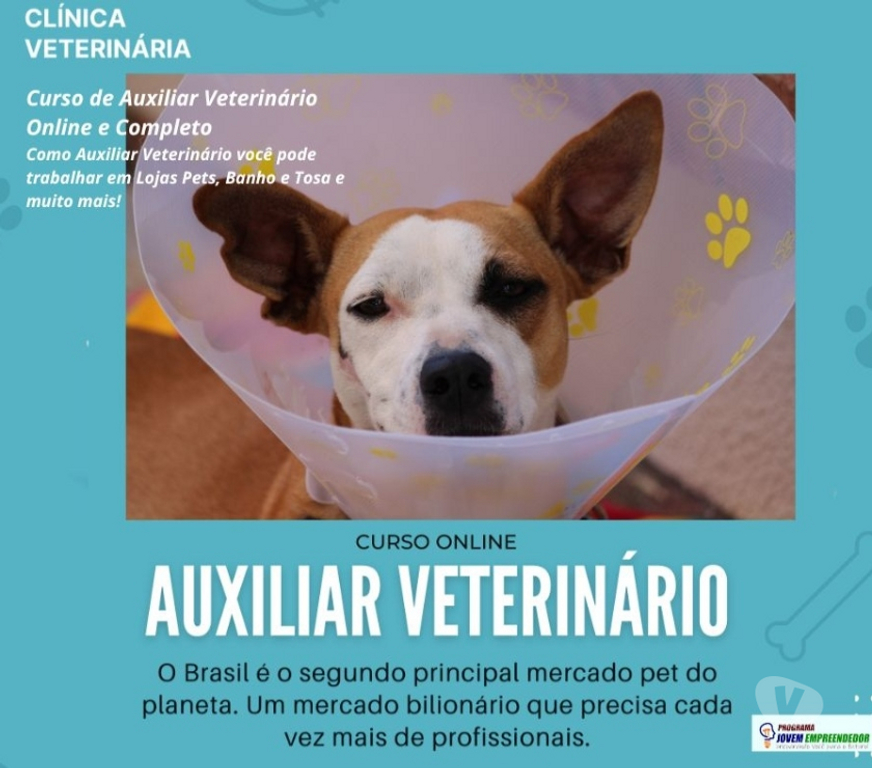 Capacitação profissional Porto Alegre RS Porto Alegre Centro - Fotos para Curso Auxiliar Veterinário em vídeo aulas e Certificado